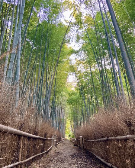 西京区