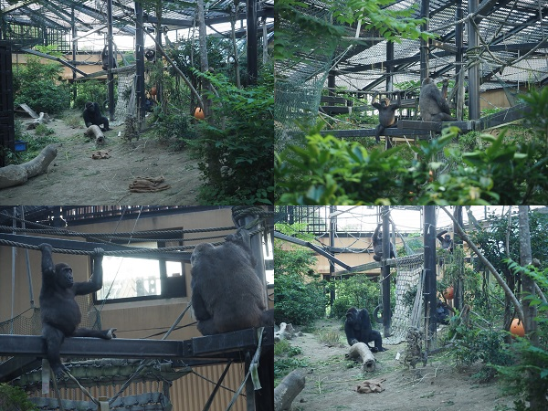 京都市動物園　ふるさと納税型クラウドファンディング実施中！！